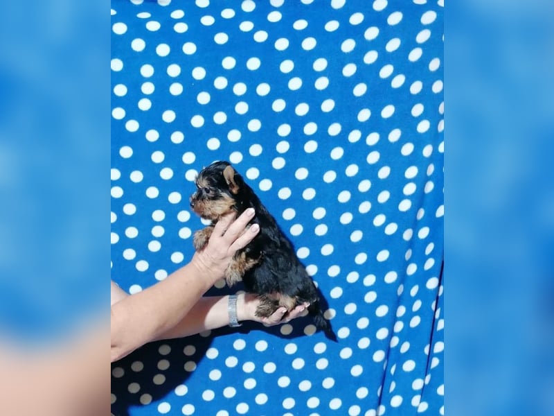 Yorkshire Terrier Welpen
