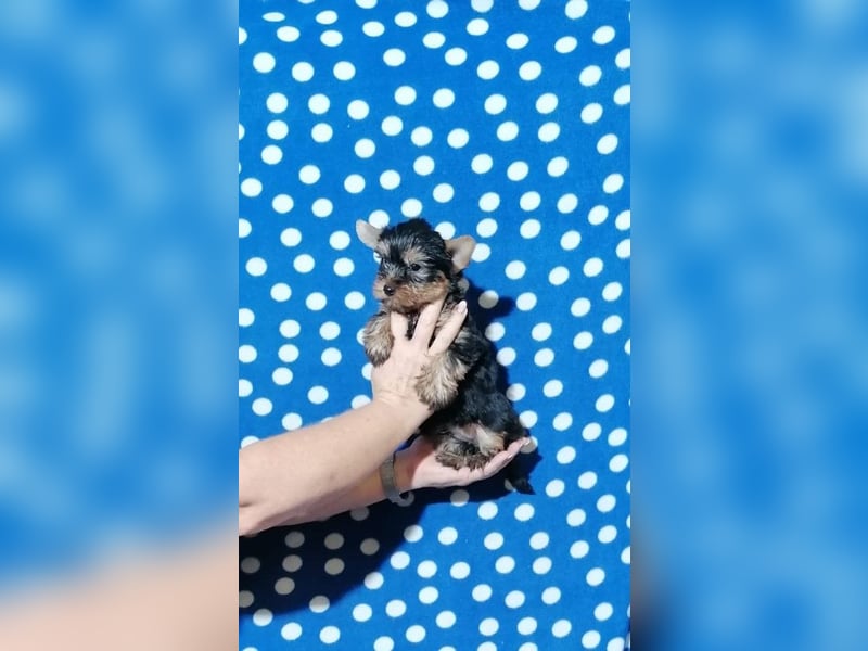 Yorkshire Terrier Welpen