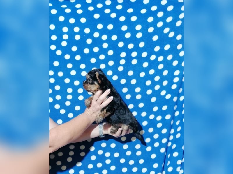 Yorkshire Terrier Welpen