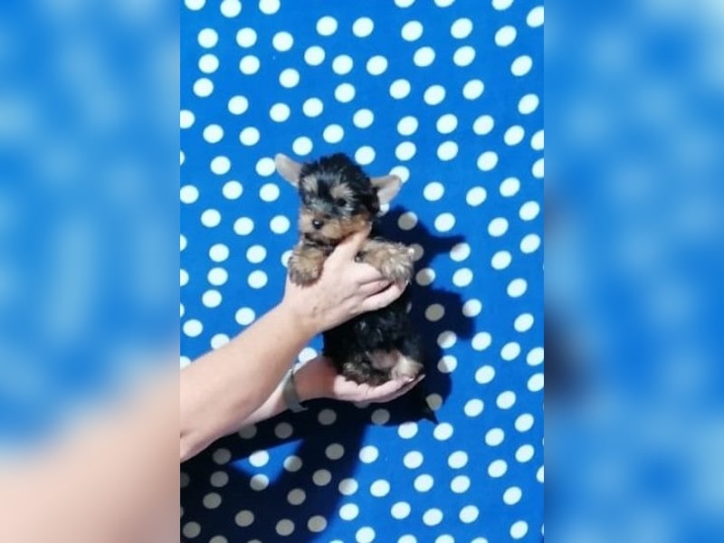 Yorkshire Terrier Welpen