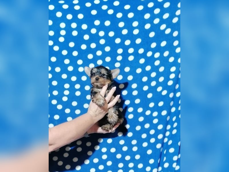 Yorkshire Terrier Welpen
