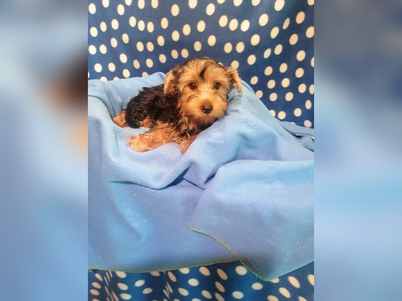 Yorkshire Terrier Welpen