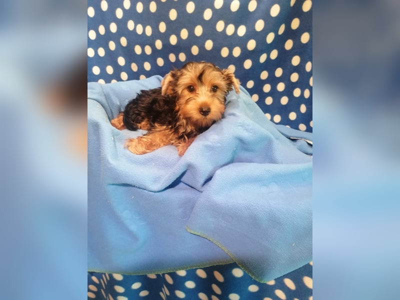Yorkshire Terrier Welpen