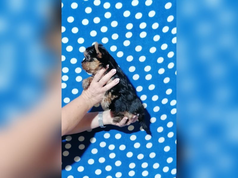 Yorkshire Terrier Welpen