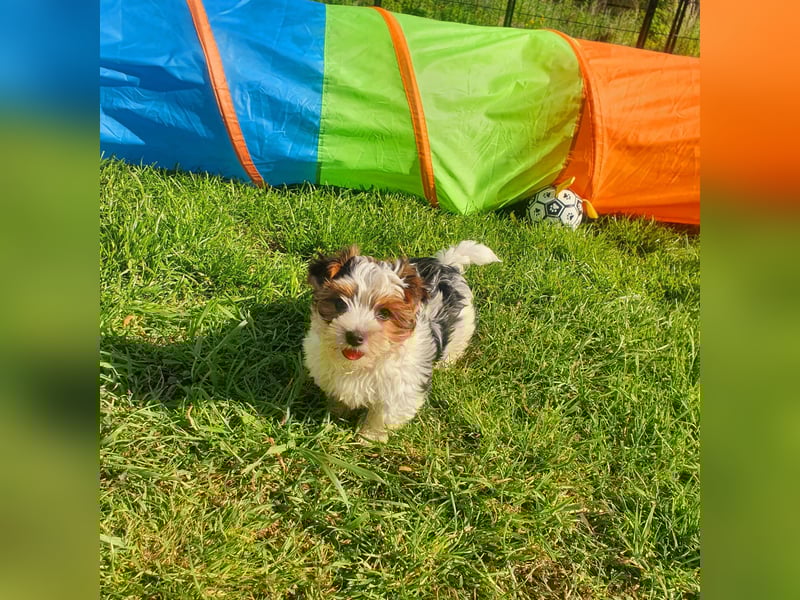 Biewer Yorkshire Terrier, Welpe,Rüde, reinrassig sehr selten