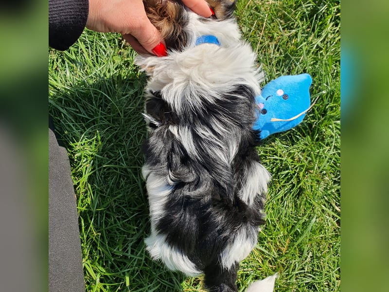 Biewer Yorkshire Terrier, Welpe,Rüde, reinrassig sehr selten