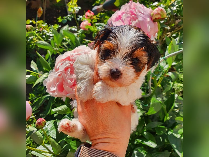 Biewer Yorkshire Terrier Welpe a la PomPon reinrassig / selten