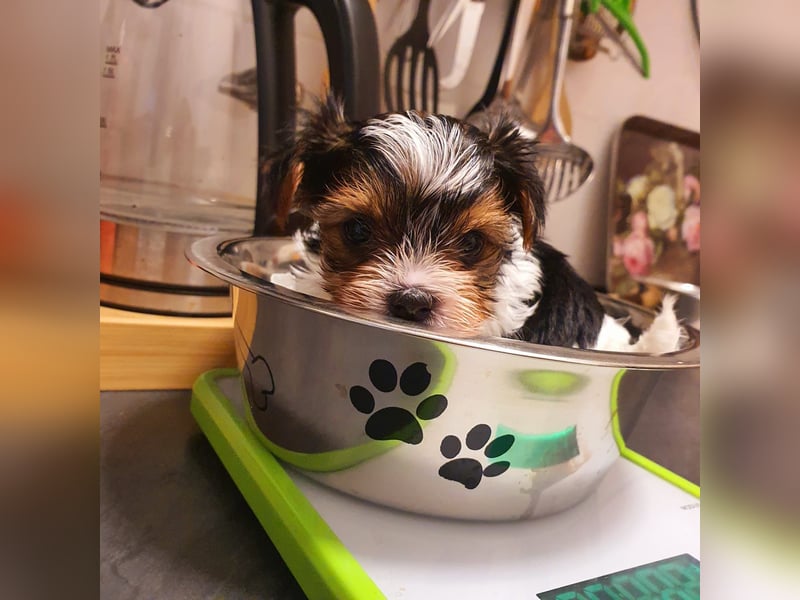 Kleiner Biewer Yorkshire Terrier, Welpe,Rüde, reinrassig sehr selten