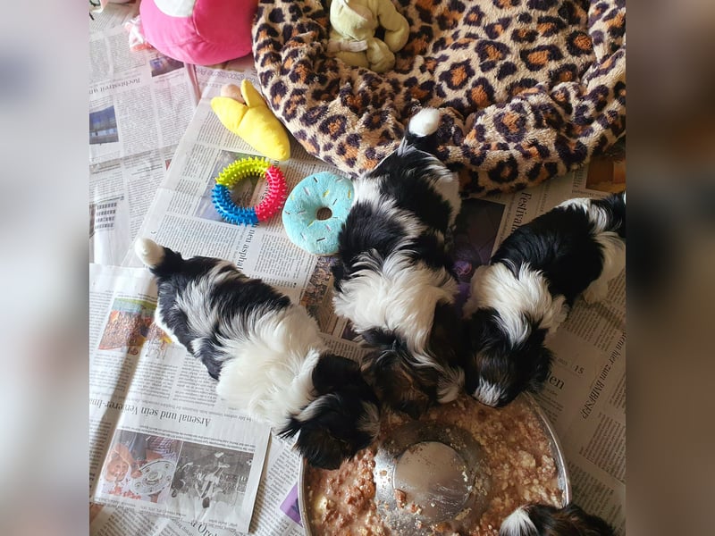 Kleiner Biewer Yorkshire Terrier, Welpe,Rüde, reinrassig sehr selten
