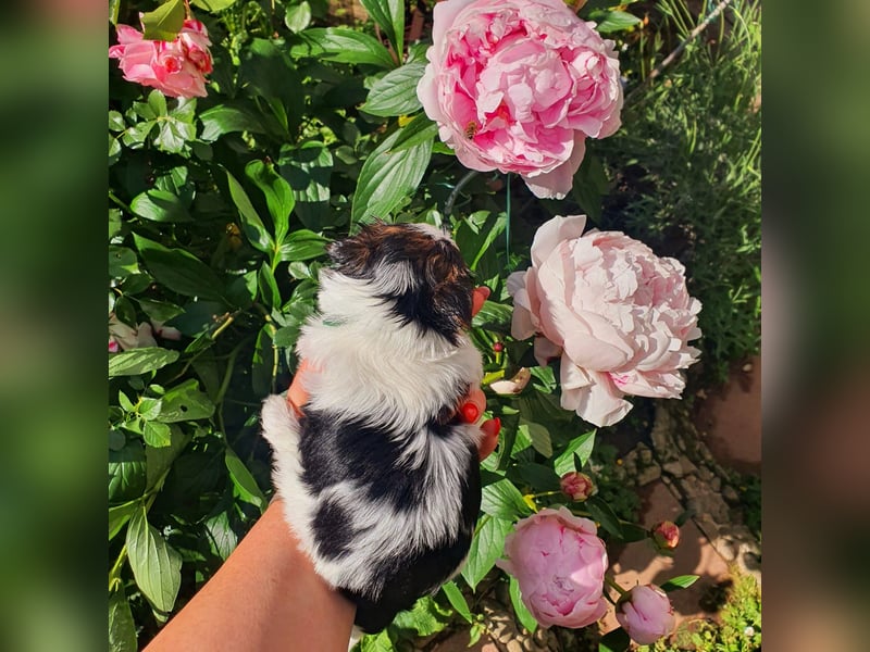 Biewer Yorkshire Terrier Welpe a la PomPon reinrassig / selten