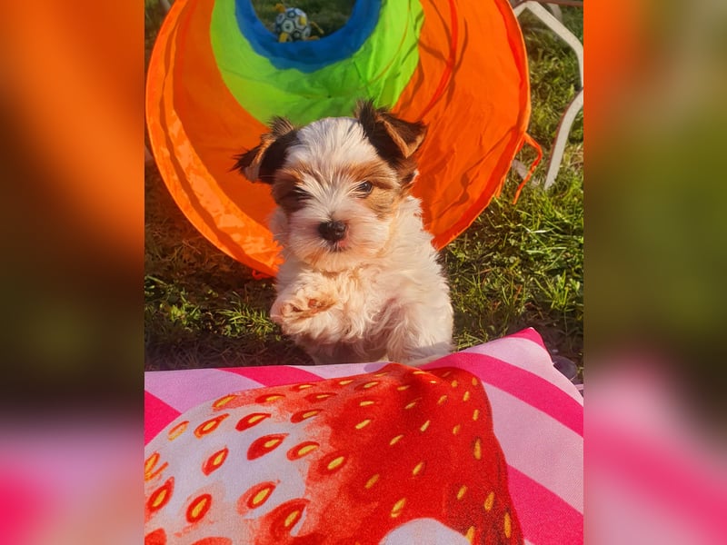 Biewer Yorkshire Terrier, Welpe,Rüde, reinrassig sehr selten