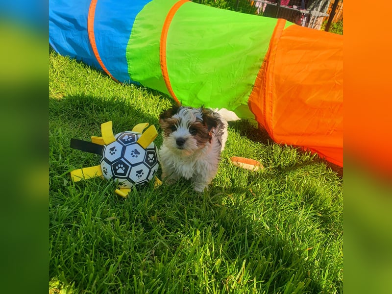 Biewer Yorkshire Terrier, Welpe,Rüde, reinrassig sehr selten
