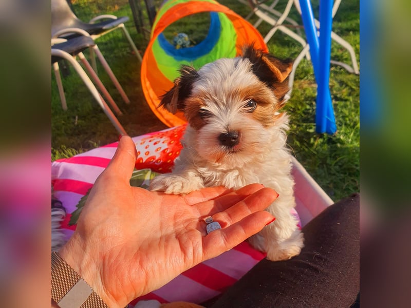 Biewer Yorkshire Terrier, Welpe,Rüde, reinrassig sehr selten