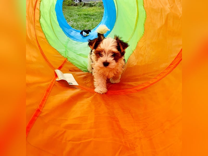 Biewer Yorkshire Terrier, Welpe,Rüde, reinrassig sehr selten
