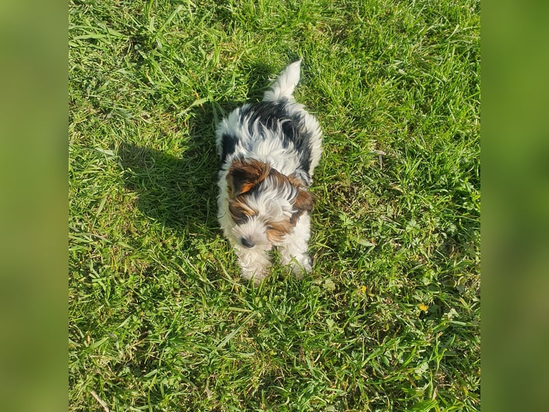 Biewer Yorkshire Terrier, Welpe,Rüde, reinrassig sehr selten
