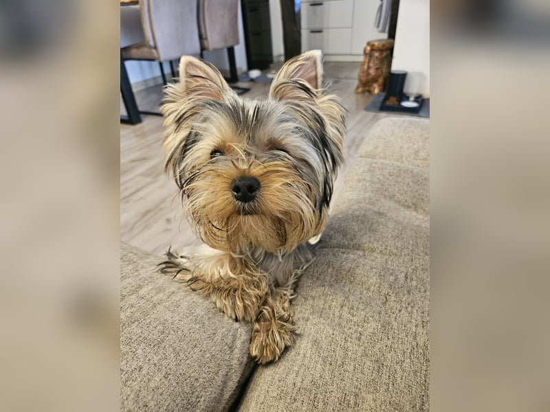 Yorkshire Terrier Rüde mit Stammbaum – 06.10.2023 – 1000 €