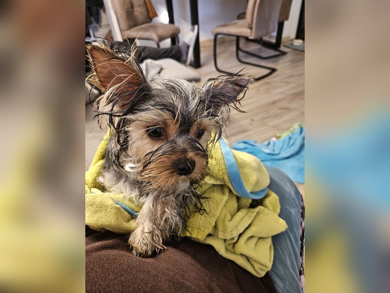 Yorkshire Terrier Rüde mit Stammbaum – 06.10.2023 – 1000 €