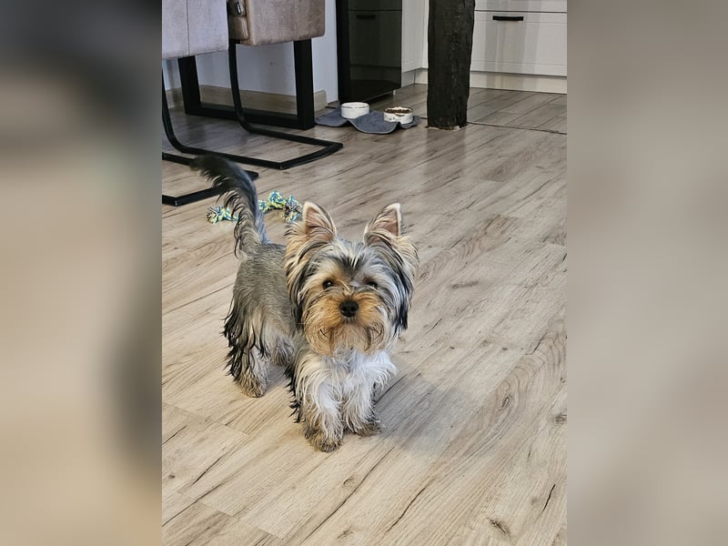 Yorkshire Terrier Rüde mit Stammbaum – 06.10.2023 – 1000 €