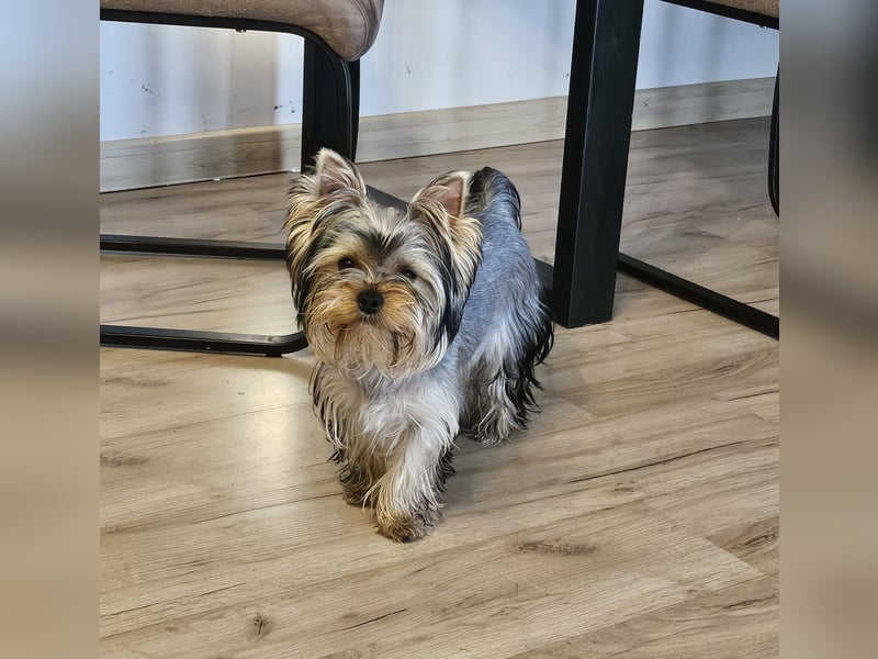 Yorkshire Terrier Rüde mit Stammbaum – 06.10.2023 – 1000 €