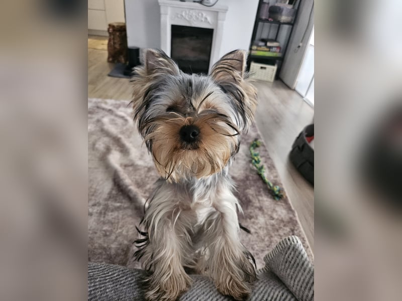 Yorkshire Terrier Rüde mit Stammbaum – 06.10.2023 – 1000 €