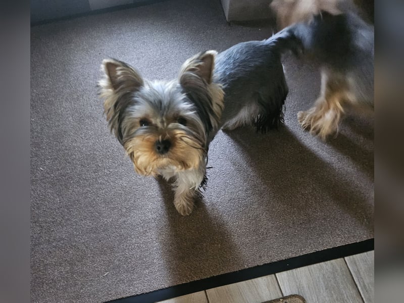 Yorkshire Terrier Rüde mit Stammbaum – 06.10.2023 – 1000 €