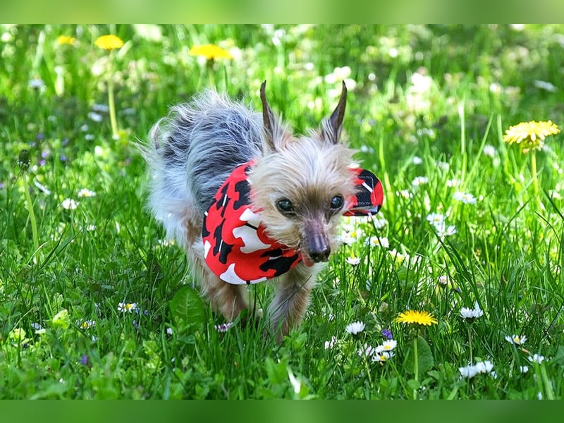 Yorki Gizmo - eine Handvoll Glück - Tierhilfe Franken e.V.