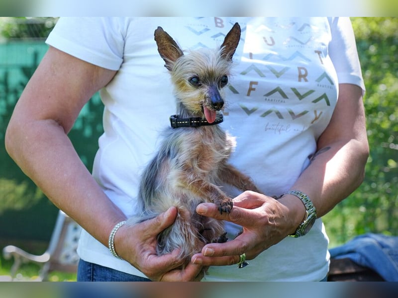 Yorki Gizmo - eine Handvoll Glück - Tierhilfe Franken e.V.
