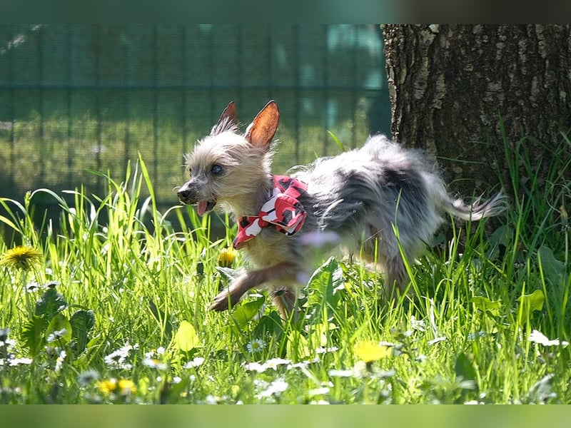 Yorki Gizmo - eine Handvoll Glück - Tierhilfe Franken e.V.