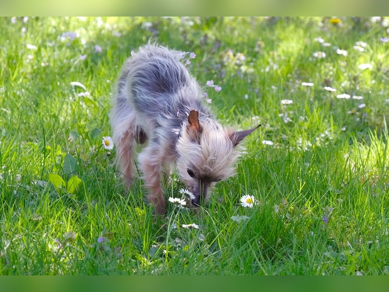 Yorki Gizmo - eine Handvoll Glück - Tierhilfe Franken e.V.