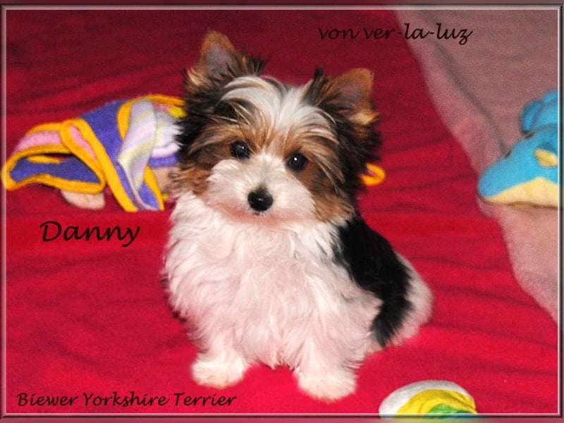 kleiner Biewer Yorkshire Terrier Rüde