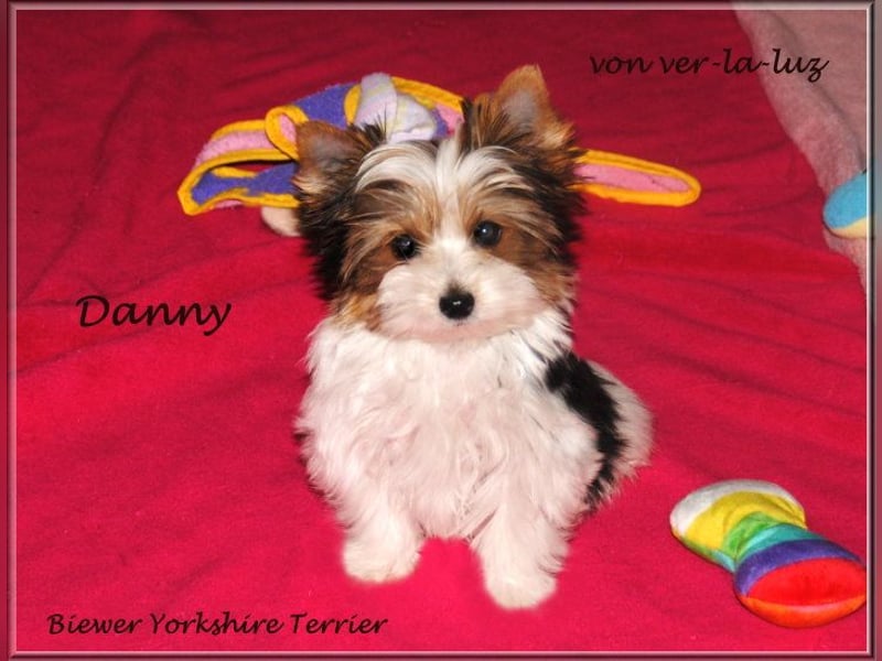 kleiner Biewer Yorkshire Terrier Rüde