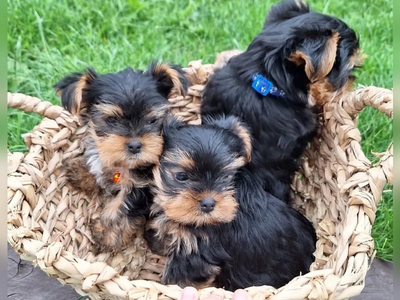 Yorkshire terrier mini welpen