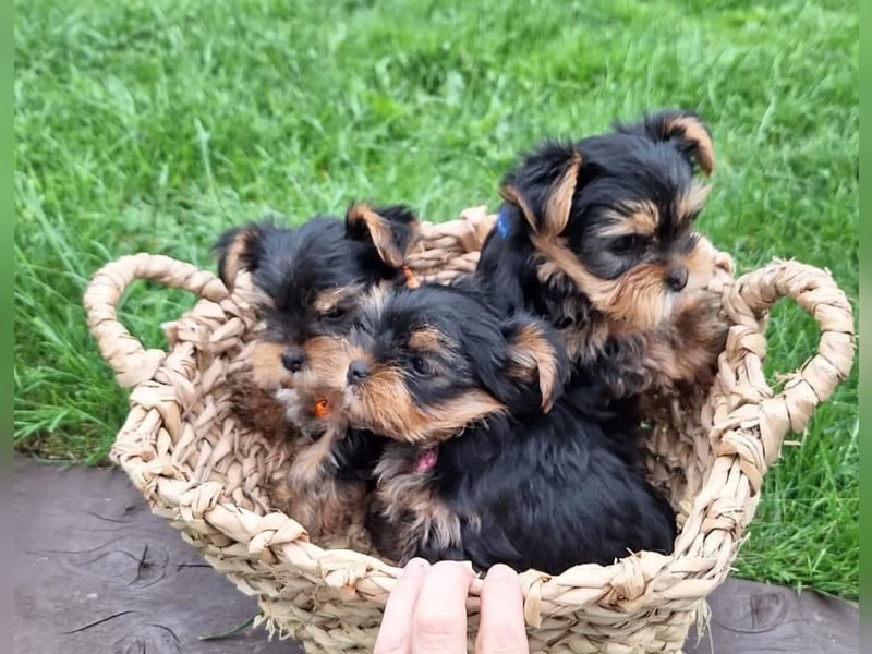 Yorkshire terrier mini welpen