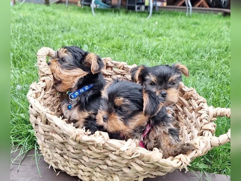 Yorkshire terrier mini welpen