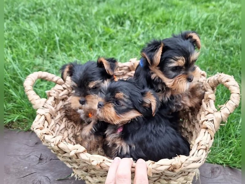 Yorkshire terrier mini welpen