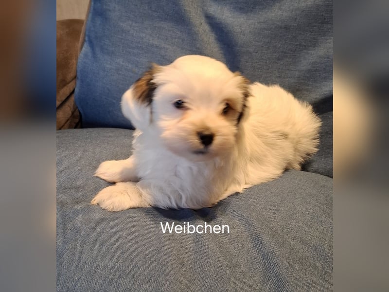 Yorkshire Malteser Welpen