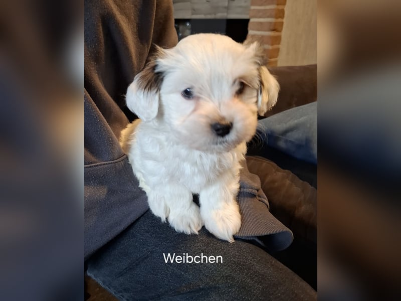 Yorkshire Malteser Welpen