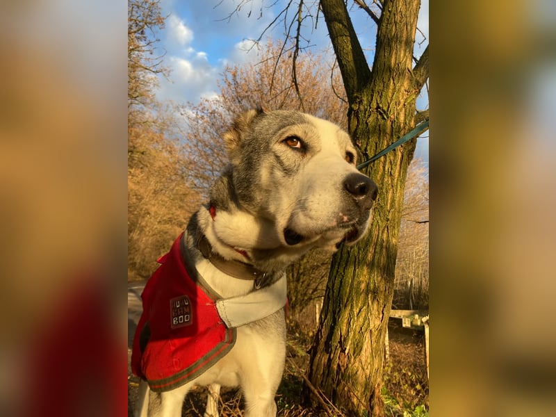 Daenerys - menschenbezogen, lieb