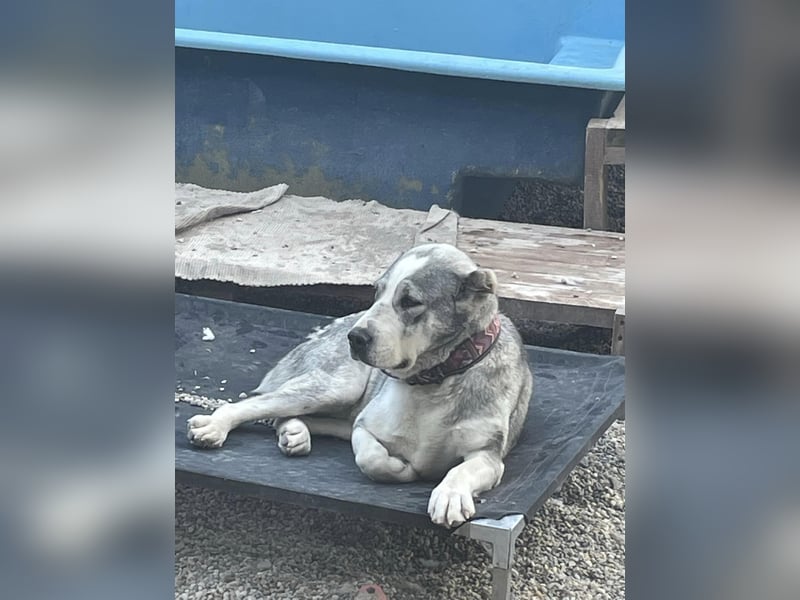 Daenerys - menschenbezogen, lieb