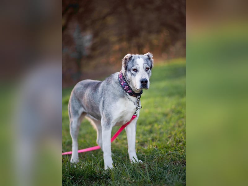 Daenerys - menschenbezogen, lieb