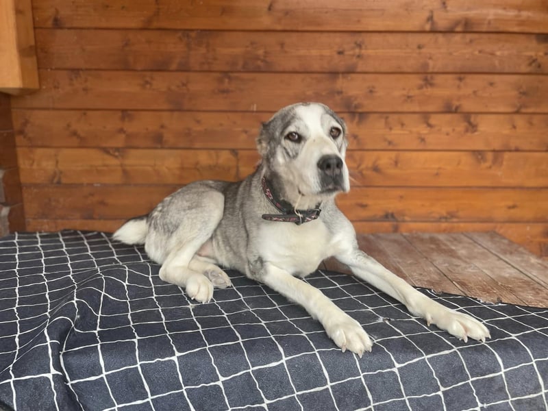 Daenerys - menschenbezogen, lieb