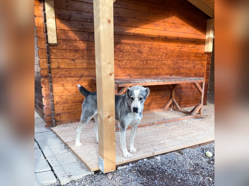 Daenerys - menschenbezogen, lieb