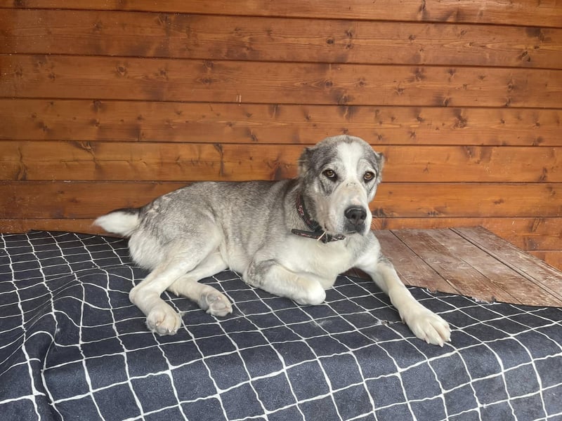 Daenerys - menschenbezogen, lieb