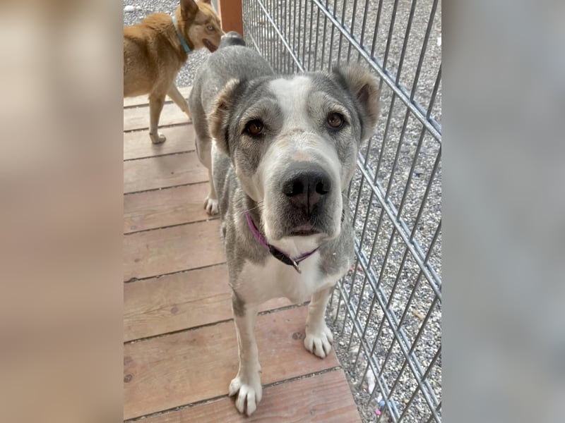 Daenerys - menschenbezogen, lieb