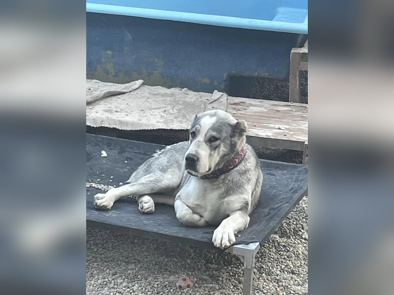 Daenerys - menschenbezogen, lieb