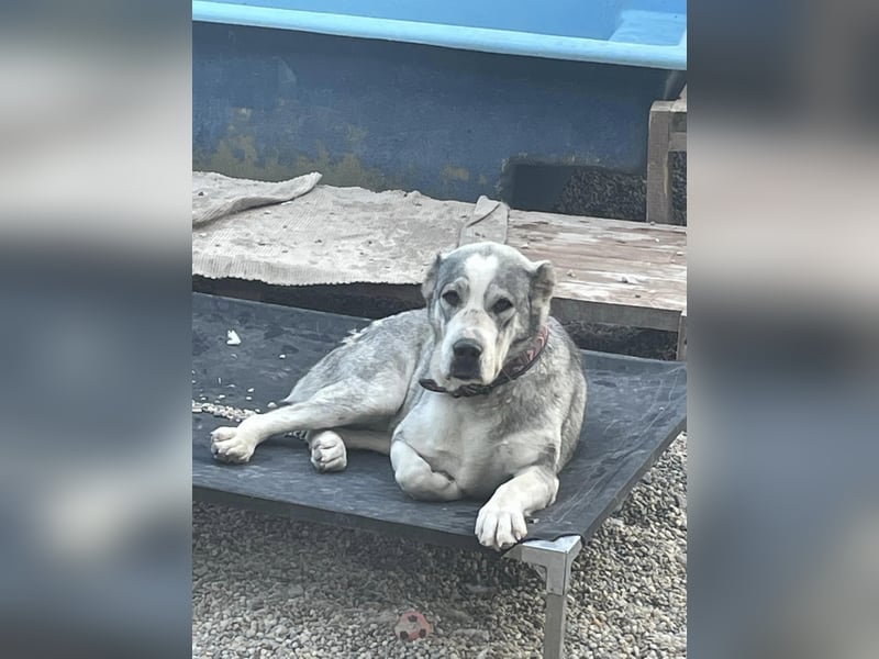 Daenerys - menschenbezogen, lieb