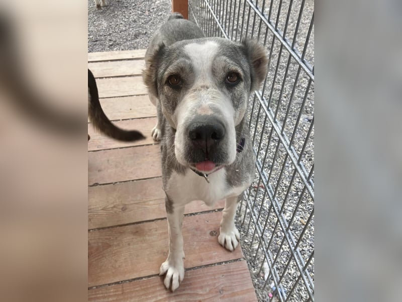 Daenerys - menschenbezogen, lieb