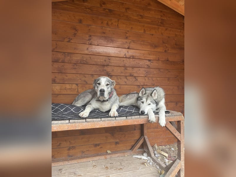 Daenerys - menschenbezogen, lieb