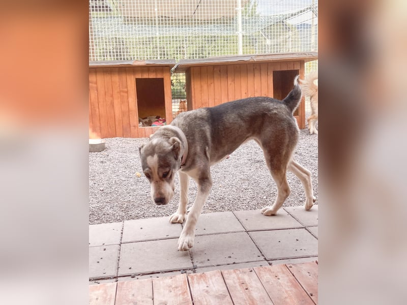 Daenerys - menschenbezogen, lieb