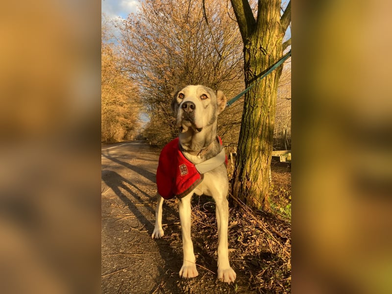 Daenerys - menschenbezogen, lieb